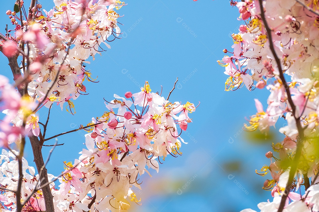 Cassia bakeriana Plantas paisagem