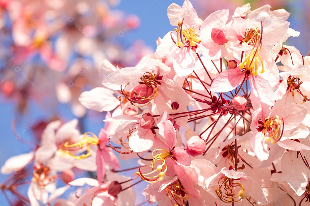 Cassia bakeriana Plantas paisagem