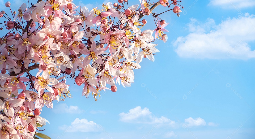 flor rosa e fundo de céu azul