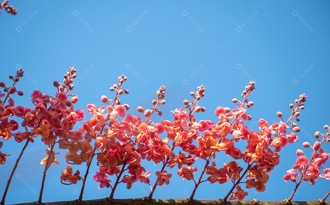 Cássia-gigante Plantas paisagem céu azul