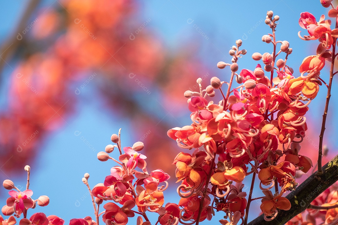 Cássia-gigante Plantas paisagem céu azul