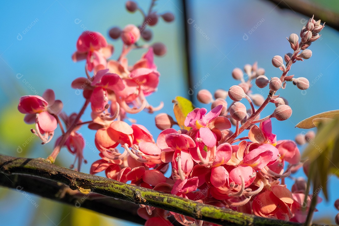 Cássia-gigante Plantas paisagem céu azul