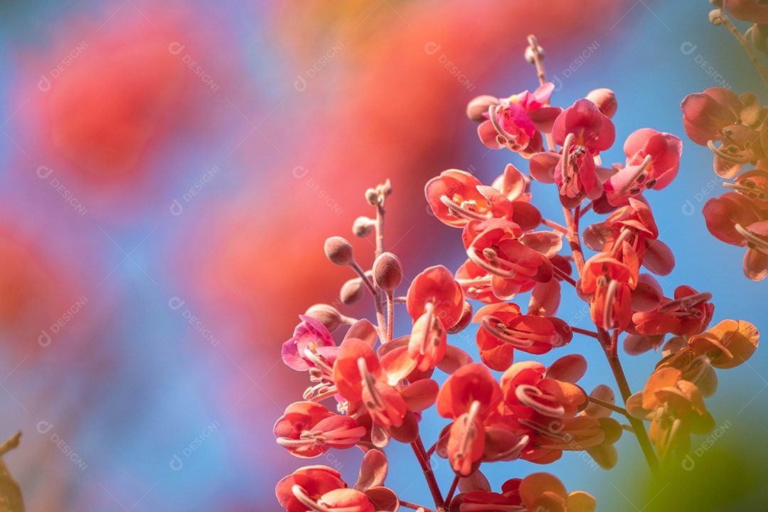 Cássia-gigante Plantas paisagem céu azul