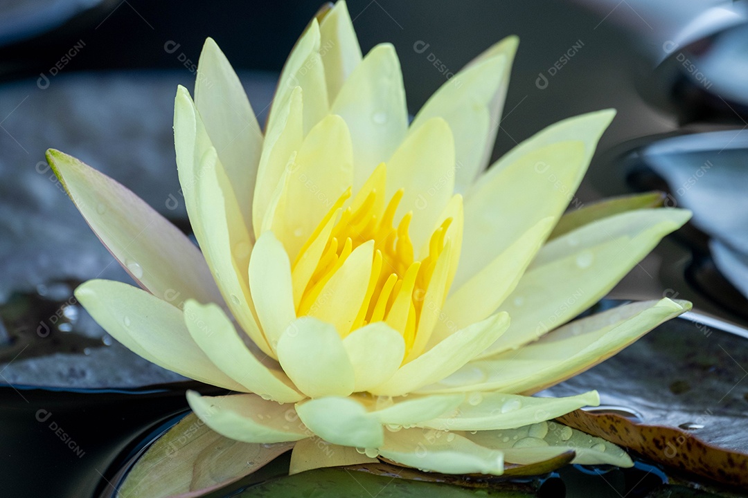 Linda flor amarela sobre fundo desfocado abstrato