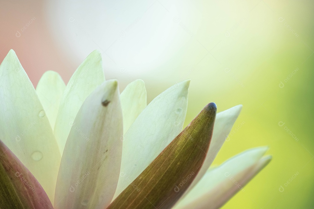 Linda flor amarela sobre fundo desfocado abstrato