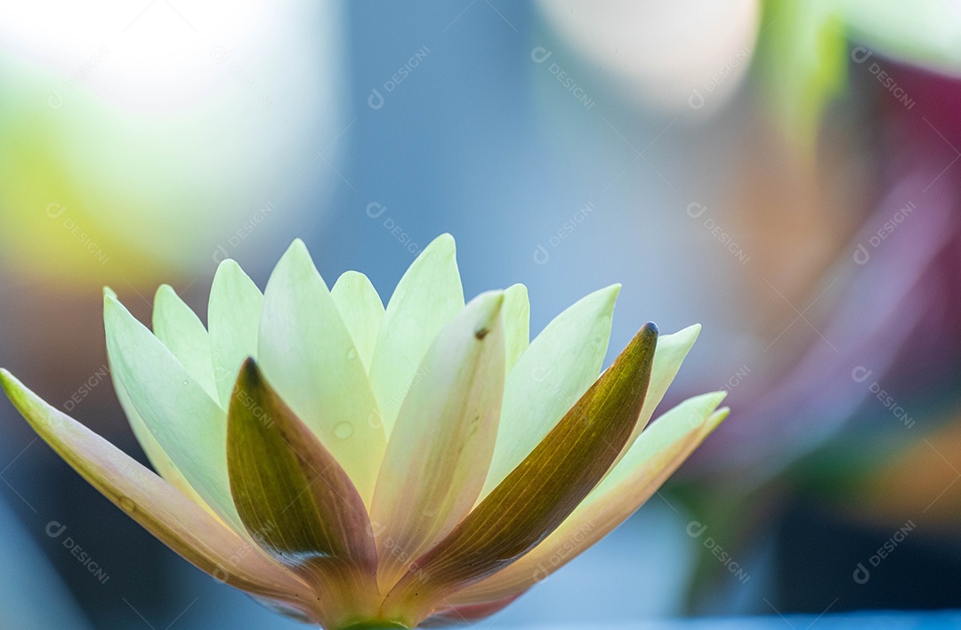 Linda flor amarela sobre fundo desfocado abstrato