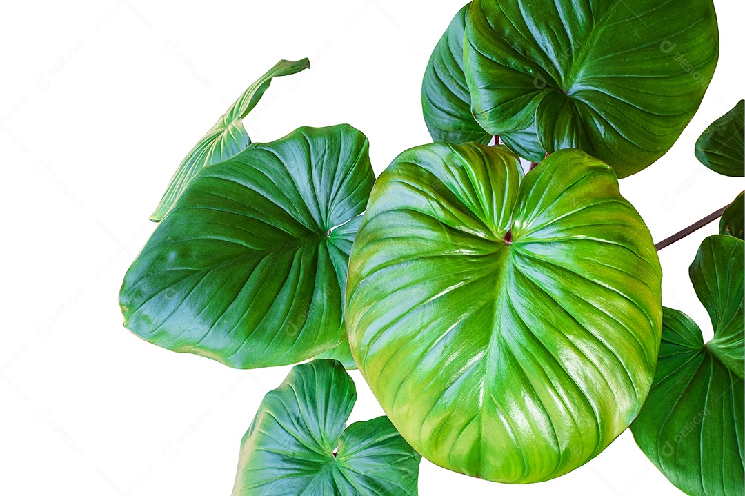 Homalomena rubescens ou Rei do Coração é uma planta herbácea. Os pecíolos redondos e longos são verde-vermelho