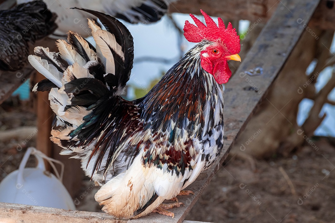 Retrato de galinha bantam manchada em madeira velha no ninho