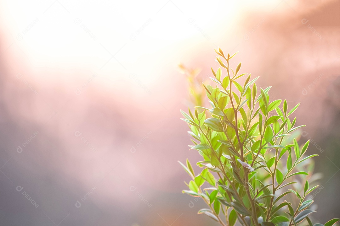 Muda de planta sobre fundo desfocado floresta