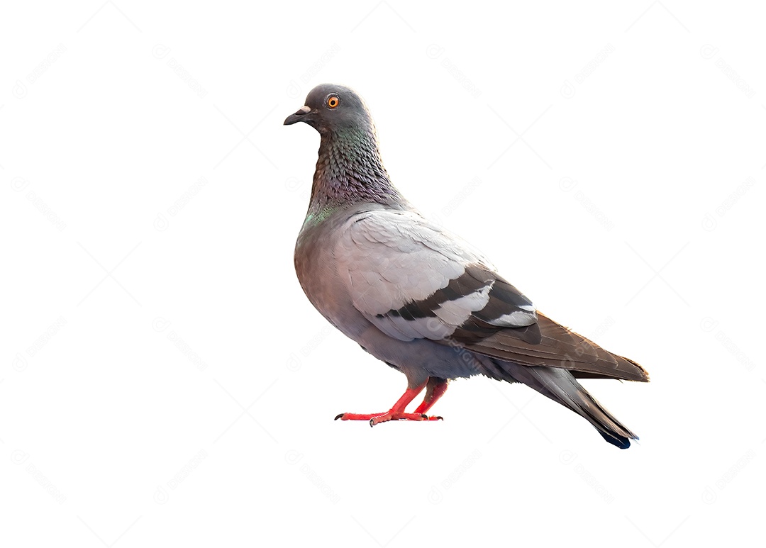 Corpo inteiro de pássaro pombo em pé isolado no fundo branco