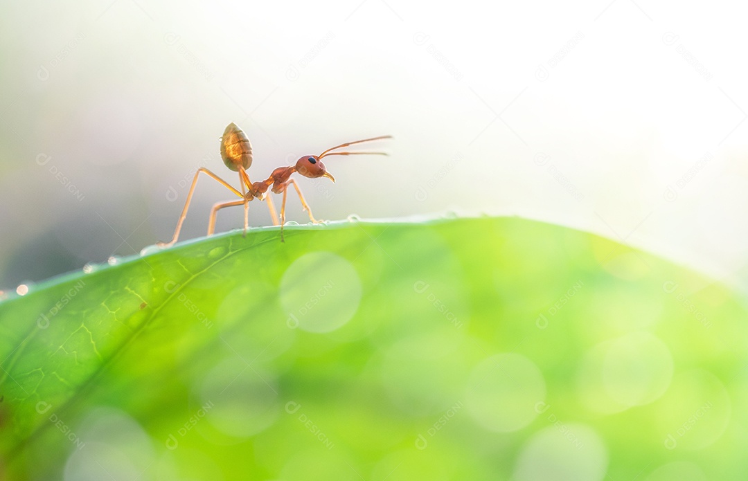 Formiga sobre folha verde floresta