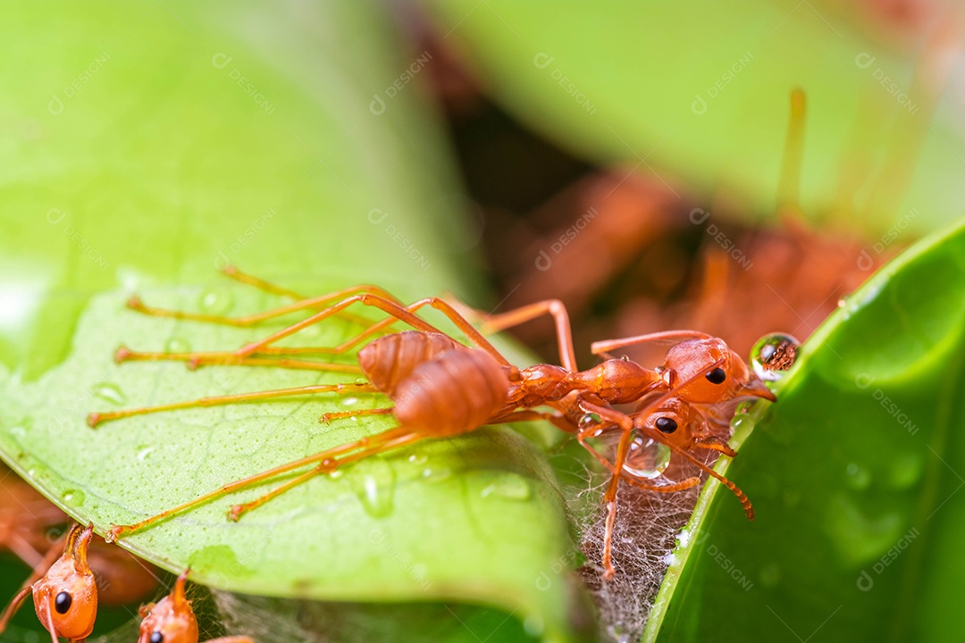 formiga vermelha, trabalho em equipe de ação de formiga para construir um ninho, formiga em folha verde no jardim entre folhas verdes desfocar o fundo, foco seletivo do olho e fundo preto, macro