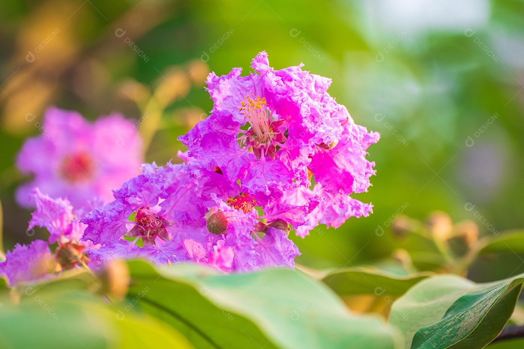 Flor Lagerstroemia rosa