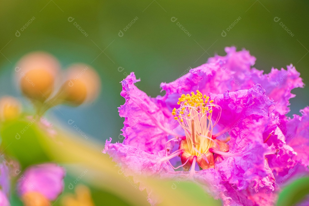 Flor Lagerstroemia rosa