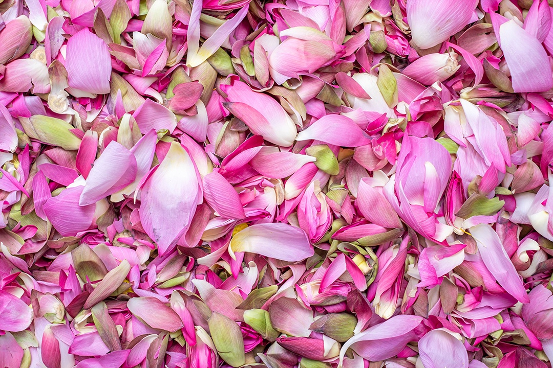 Muitas pétalas de lótus rosa são alinhadas para fazer um plano de fundo, usado para planos de fundo e apresentações.