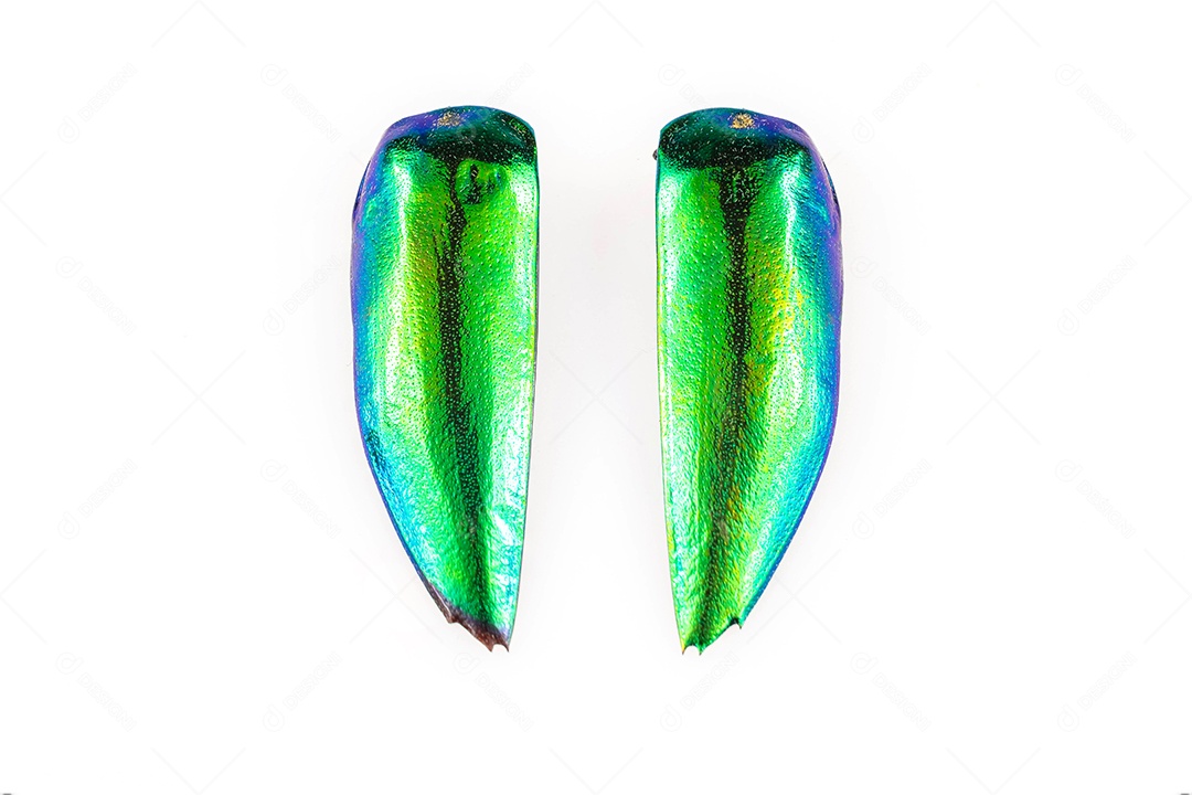 Asas de besouro Buprestis isoladas no fundo branco