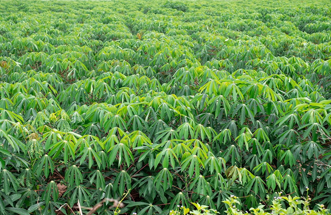 mandioca, nos campos de mandioca na estação chuvosa, tem vegetação