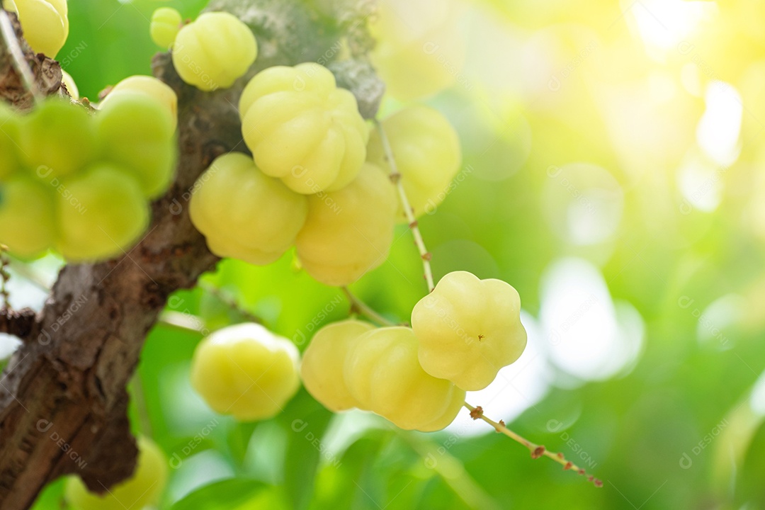 Fruta fresca de groselha estrela pendurada no galho. jardim de árvores de groselha estrela e conceito de comida saudável, grupo de groselha estrela