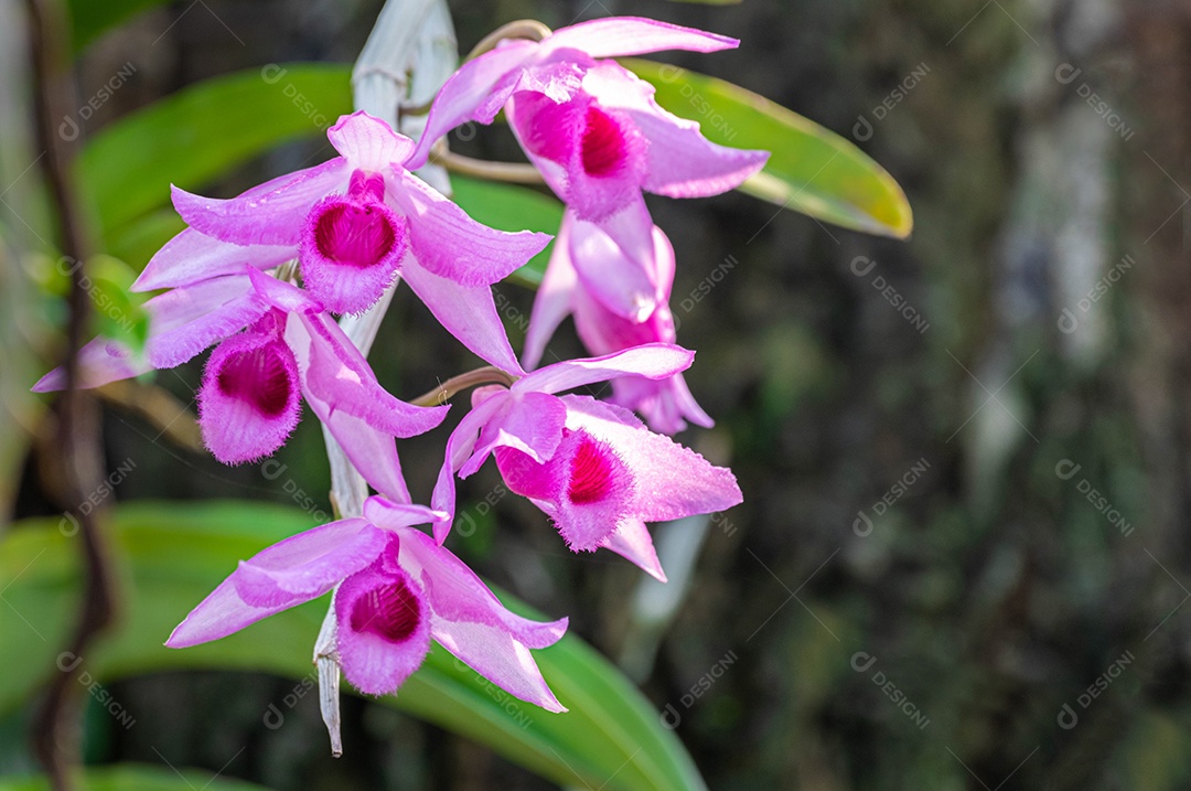 Linda pequena flor de orquídea rosa no jardim de orquídeas no inverno