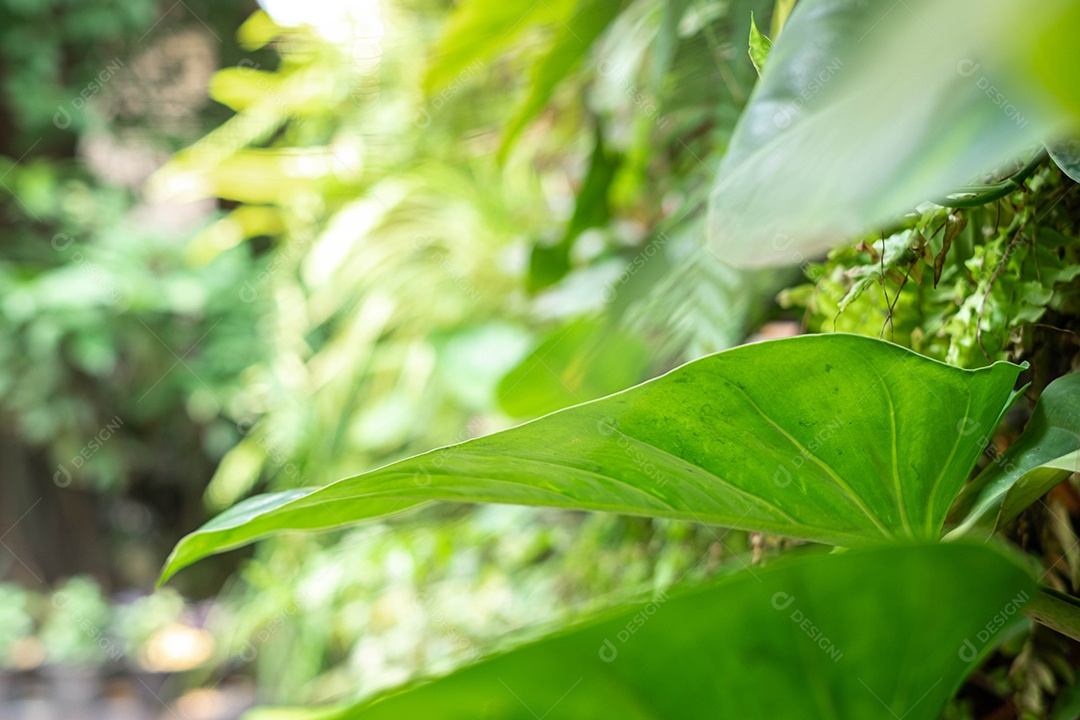 Folha grande de Epipremnum aureum no jardim, sobre fundo verde desfocado, ponto de foco seletivo, macrot