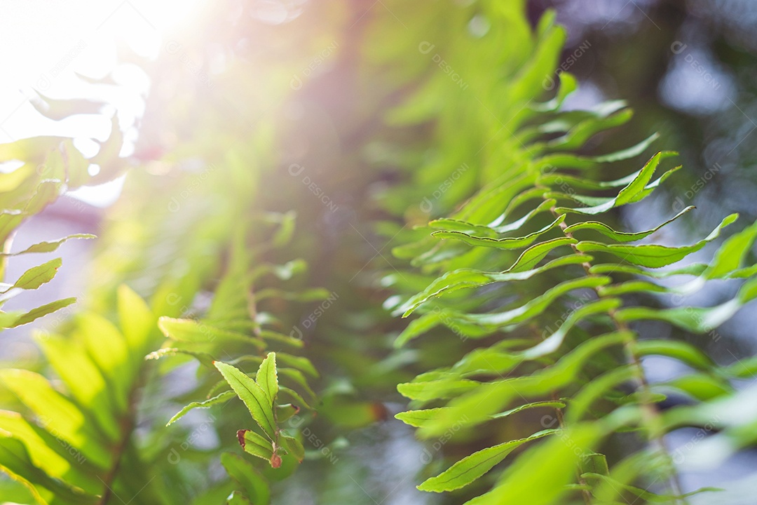 Borrado de samambaia-tigre, LOMARIOPSIDACEAE, Nephrolepis sp. cultivar Plantada em plantas ornamentais por jardim, plantas em vasos suspensos. Nephrolepis exaltata Schott cv. Bostoniensis Variegata, foco seletivo