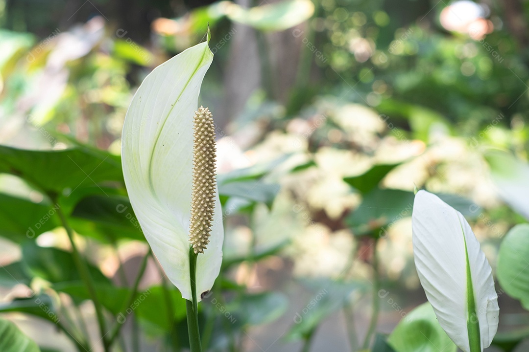 Flor branca do lírio da paz no jardim no inverno ou no dia de primavera. Linda flor de lírio da paz para design de beleza e agricultura