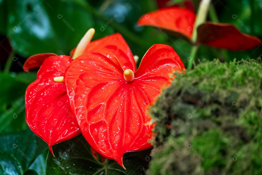 flor de antúrio vermelho no jardim no inverno ou dia de primavera. Linda flor de antúrio para design de beleza e agricultura