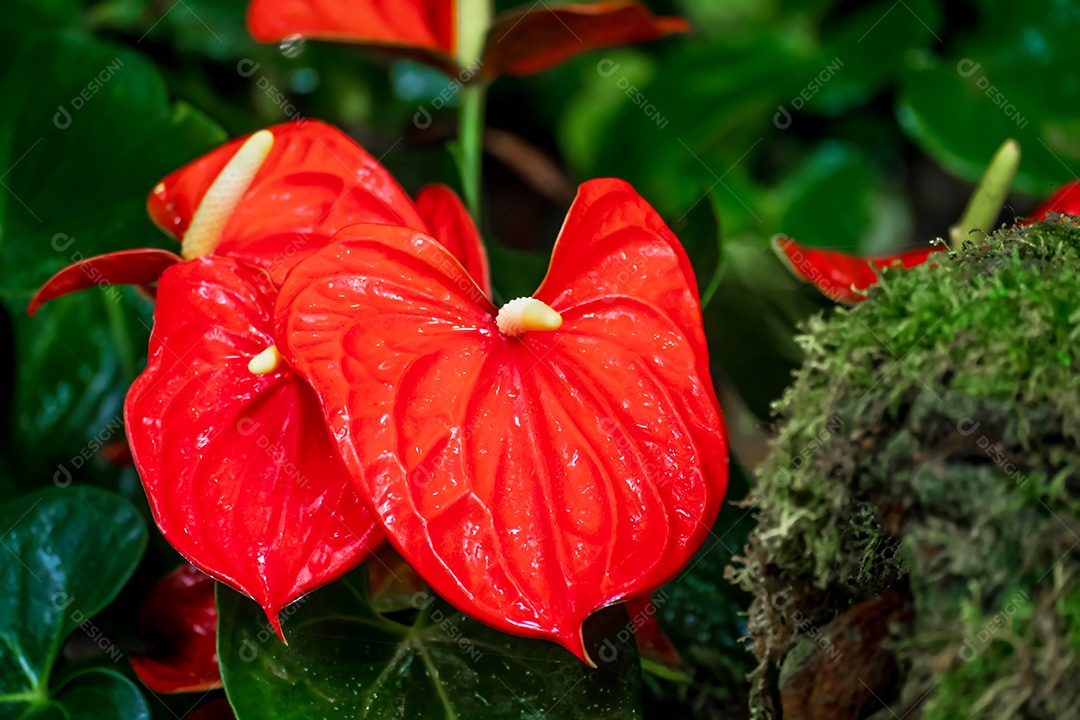 flor de antúrio vermelho no jardim no inverno ou dia de primavera. Linda flor de antúrio para design de beleza e agricultura