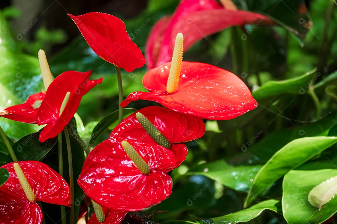 flor de antúrio vermelho no jardim no inverno ou dia de primavera. Linda flor de antúrio para design de beleza e agricultura