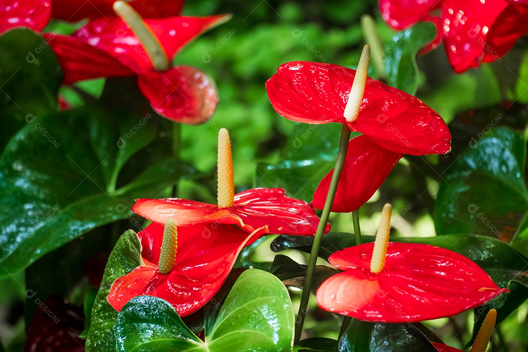 flor de antúrio vermelho no jardim no inverno ou dia de primavera. Linda flor de antúrio para design de beleza e agricultura