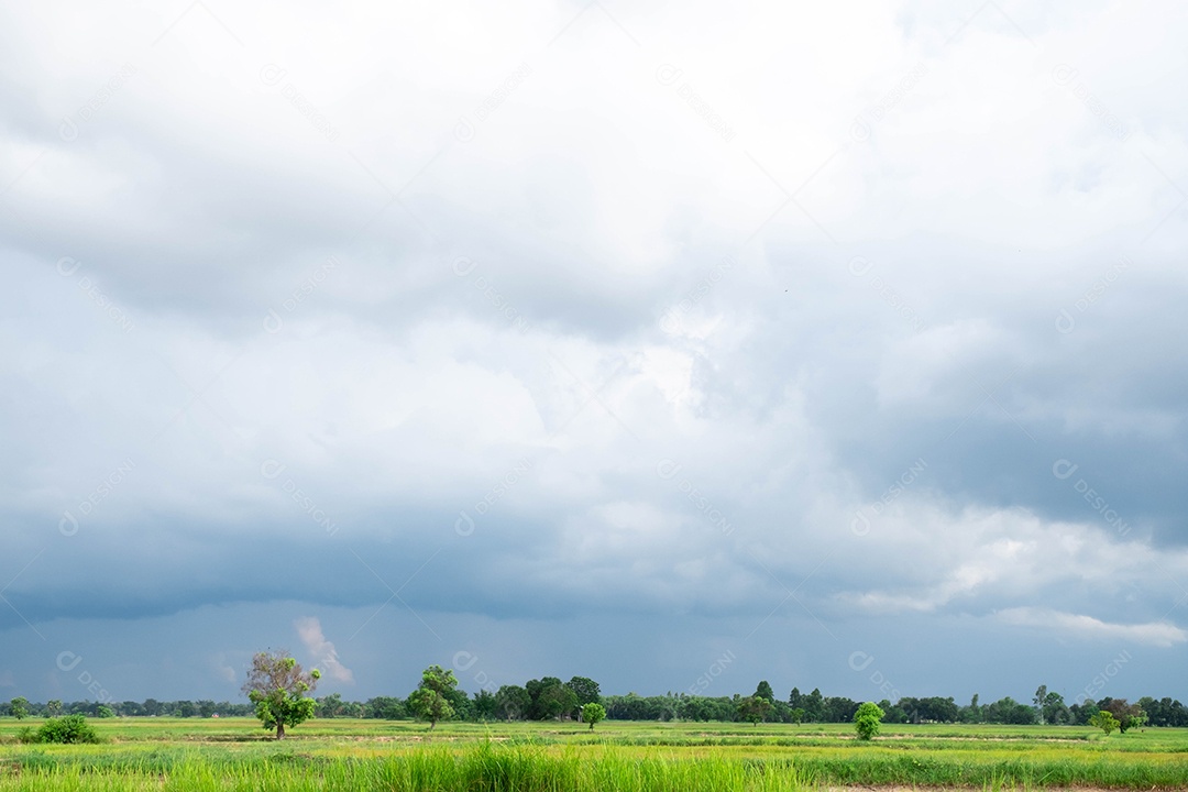 Campo de gelo na estação chuvosa O início da temporada de produção de arroz no fundo de nuvens brancas e céu azul