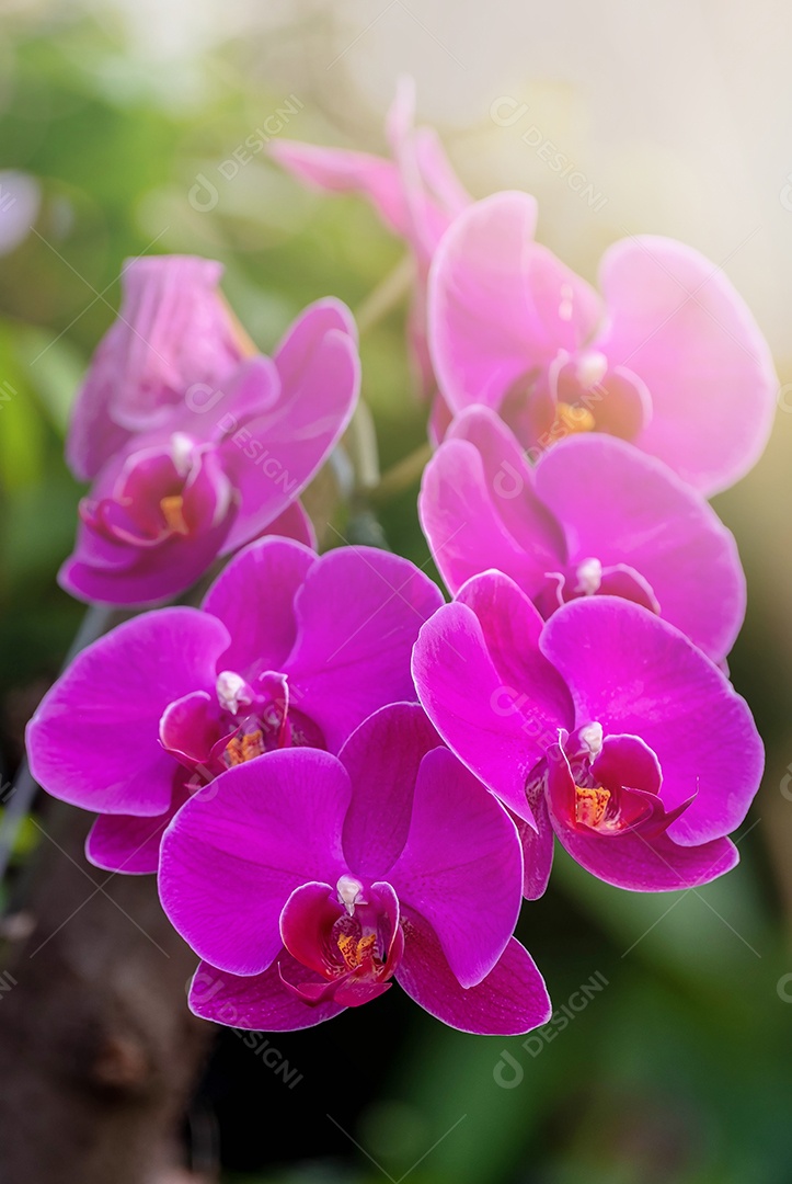 Flor roxa da orquídea no jardim de orquídeas no inverno. Flor de orquídea para design de beleza e agricultura de cartão postal. Linda flor de orquídea no jardim, em plena floração na fazenda, sobre fundo verde desfocado, orquídea Phalaenopsis