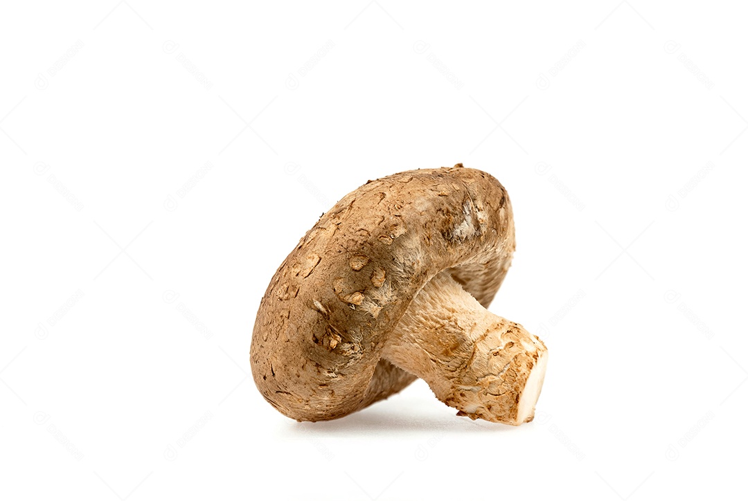 Cogumelo Shiitake fresco isolado no fundo branco com traçado de recorte e profundidade de campo total.