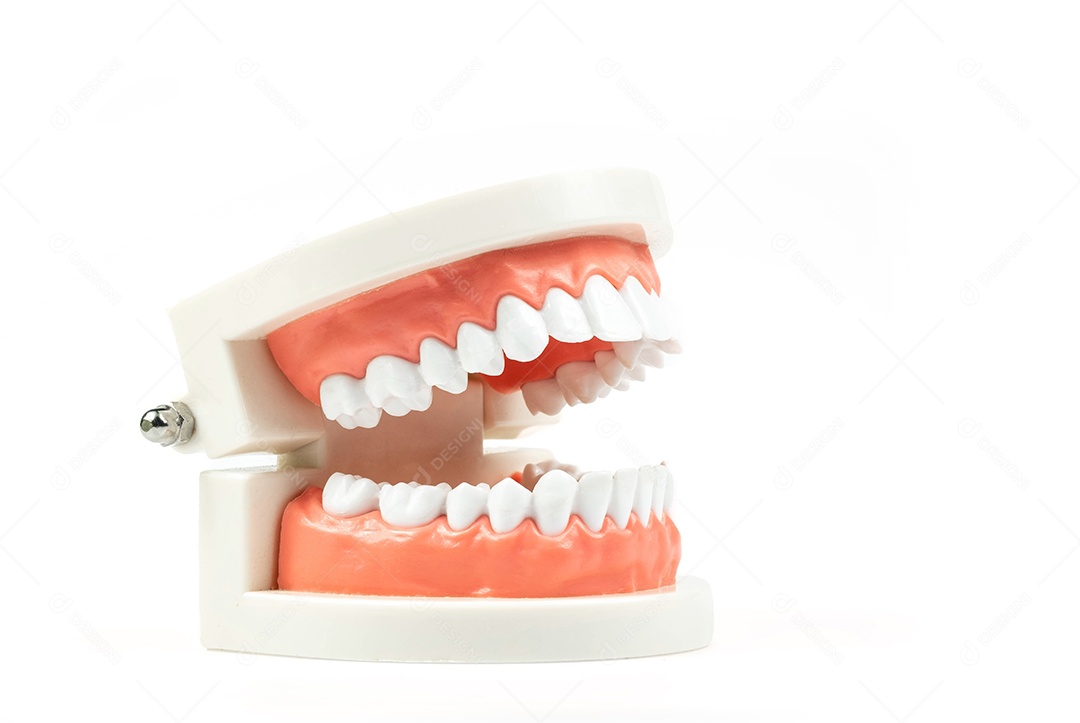 Modelo de dentes isolado no fundo branco, alta definição