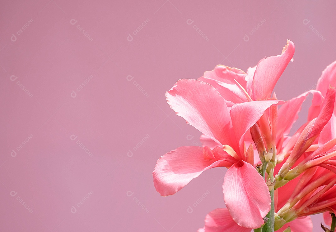 Linda flor de Canna rosa isolada em fundo rosa,