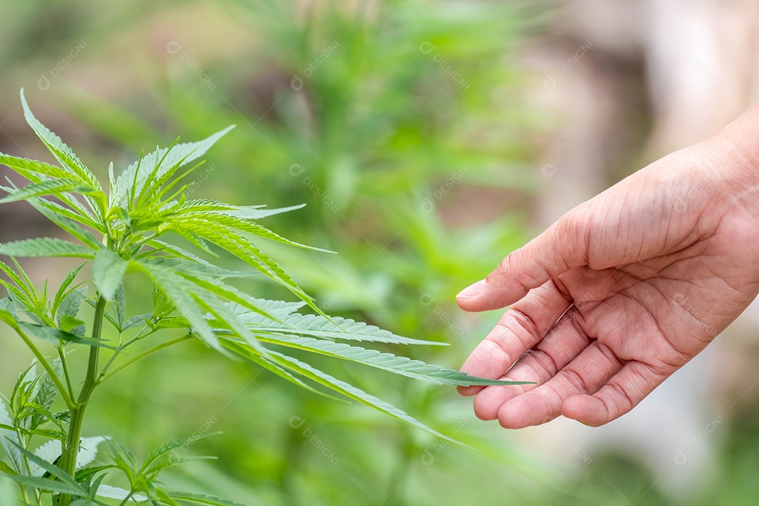 Mão segurando a folha de cannabis verde no jardim de cannabis. Profundidade de campo rasa e fundo desfocado. Fechar-se