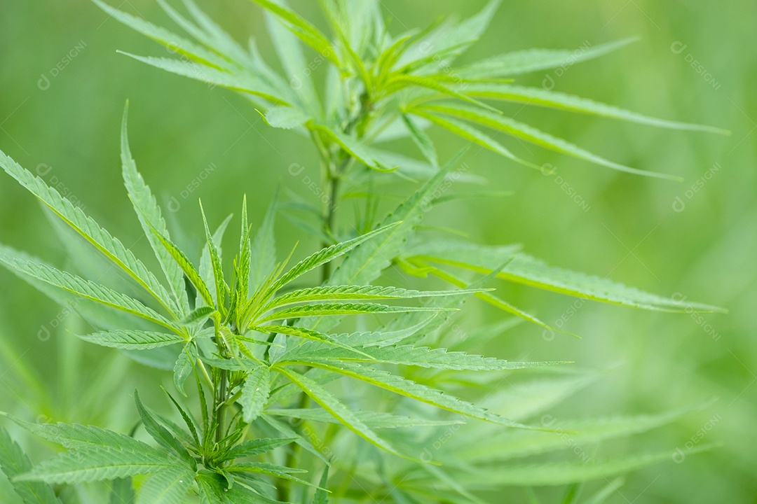 Mão segurando a folha de cannabis verde no jardim de cannabis. Profundidade de campo rasa e fundo desfocado. Fechar-se