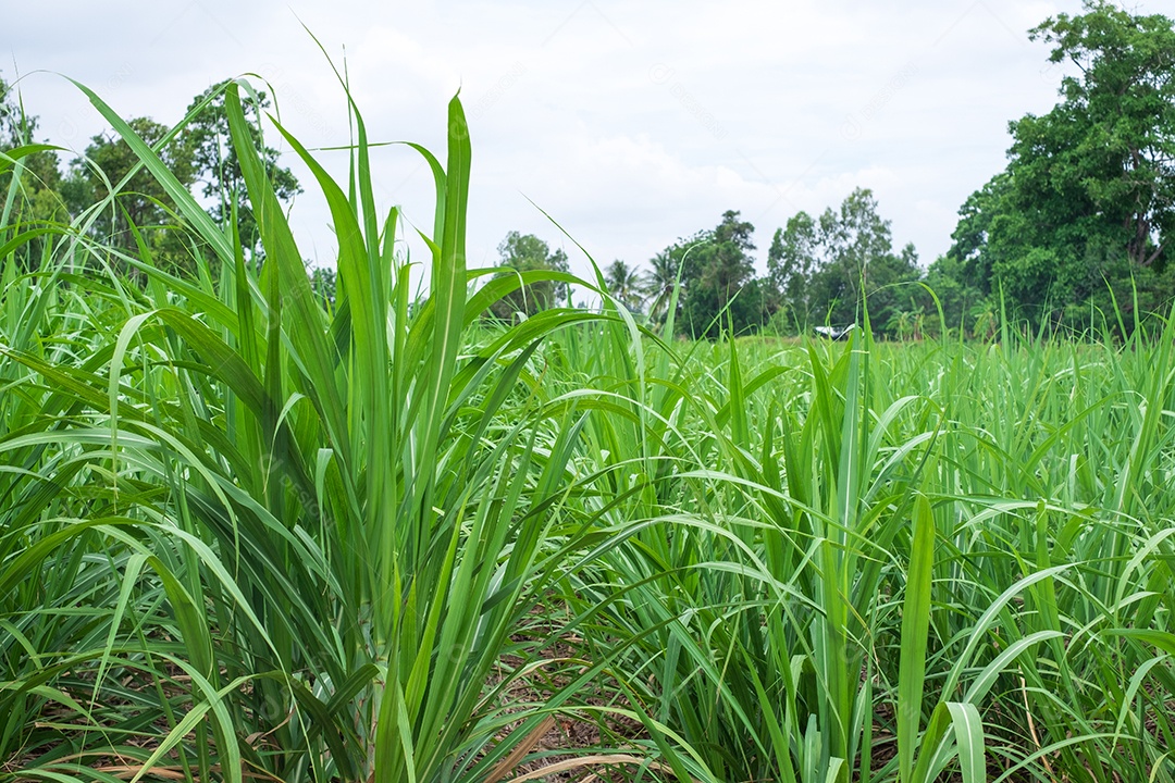 Cana-de-açúcar, nos canaviais na estação chuvosa, tem verdura e frescor. Mostra a fertilidade do solo