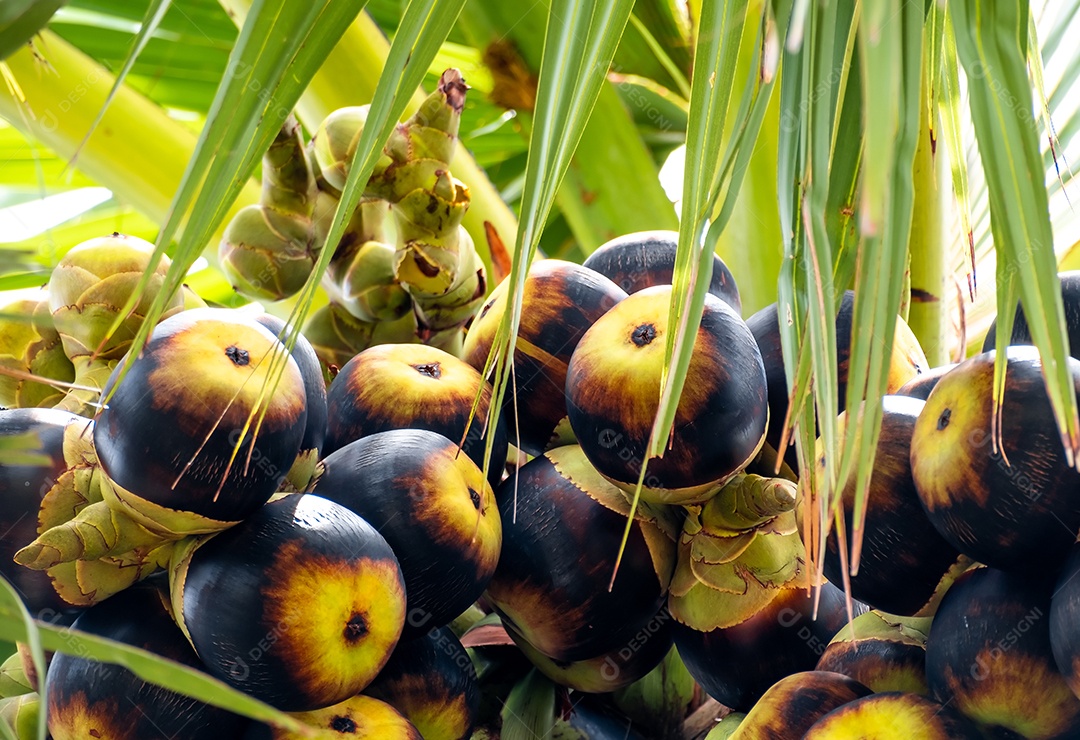 Bando de palma de açúcar fresco pronto para ser colhido em palmeiras de açúcar, luz solar da manhã, espaço de cópia