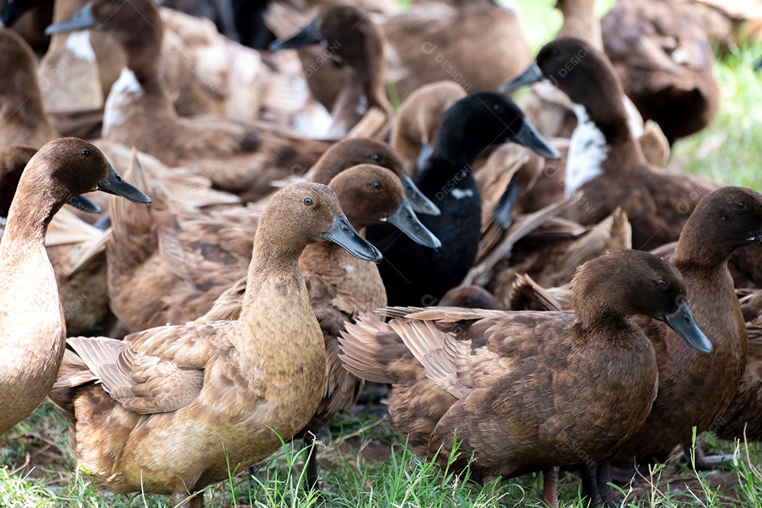 Patos, veja os detalhes e as expressões dos patos na fazenda de patos