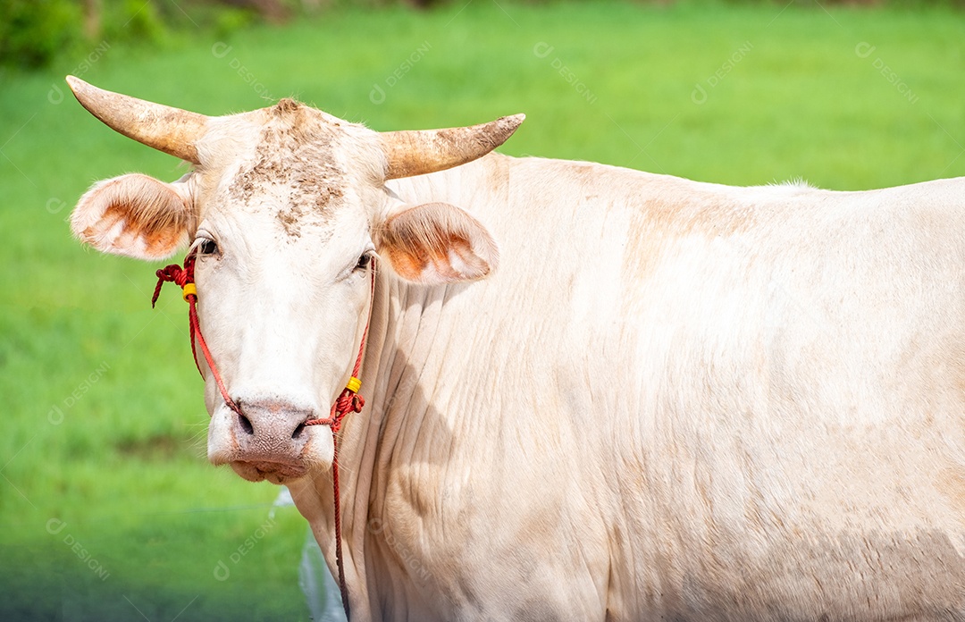 Vacas brancas no fundo verde da natureza
