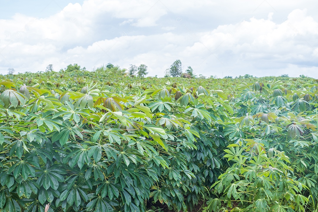 Plantio de mandioca verdura comida agropecuária