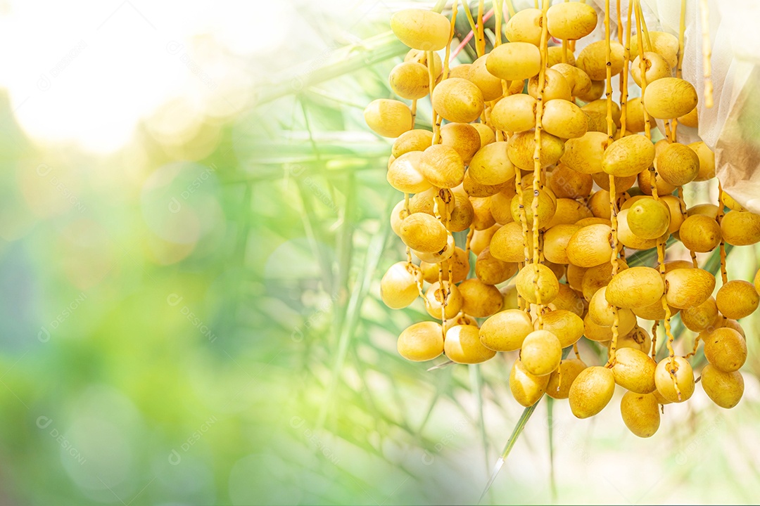 Dates palm frutos amarelos (Phoenix Dactylifera) nos aglomerados no jardim de frutas orgânicas para colheita