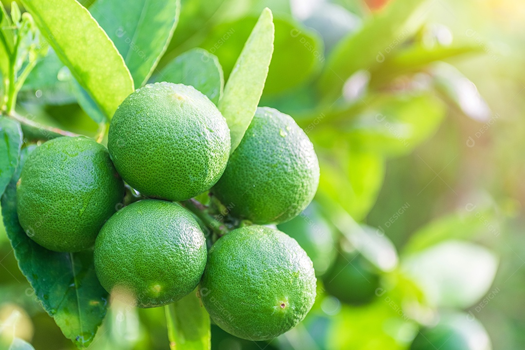 Frutas frescas de limão verdes penduradas em galho no jardim de árvores de limão e conceito de comida saudável, grupo de limão, macro