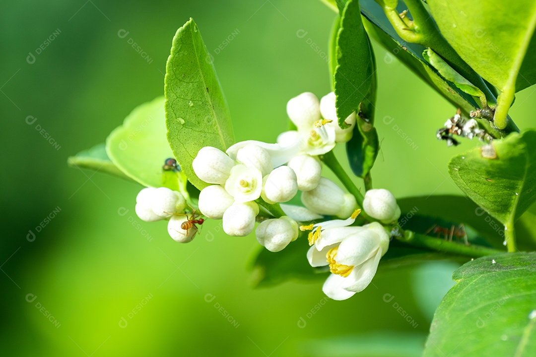 Flores de limão, flor de limão na árvore entre folhas verdes fundo desfocado.