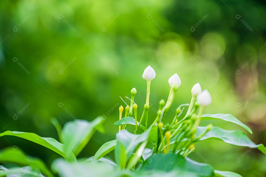 Flores de limão, flor de limão na árvore entre folhas verdes fundo desfocado.