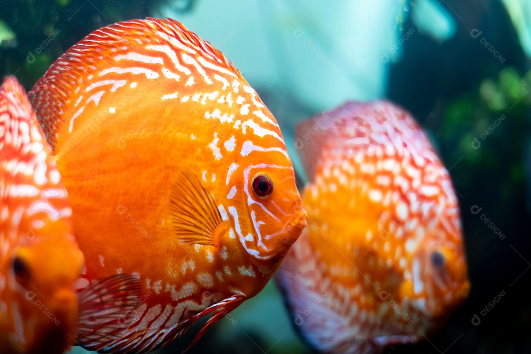 disco colorido (peixe pompadour) está nadando no tanque de peixes. Symphysodon aequifasciatus é um ciclídeo americano nativo do rio Amazonas, América do Sul, popular como peixe de aquário de água doce.