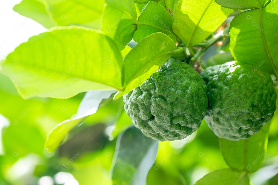 Frutas frescas de bergamota verde penduradas no galho. jardim de árvores de bergamota e conceito de comida saudável, grupo de bergamota, macro