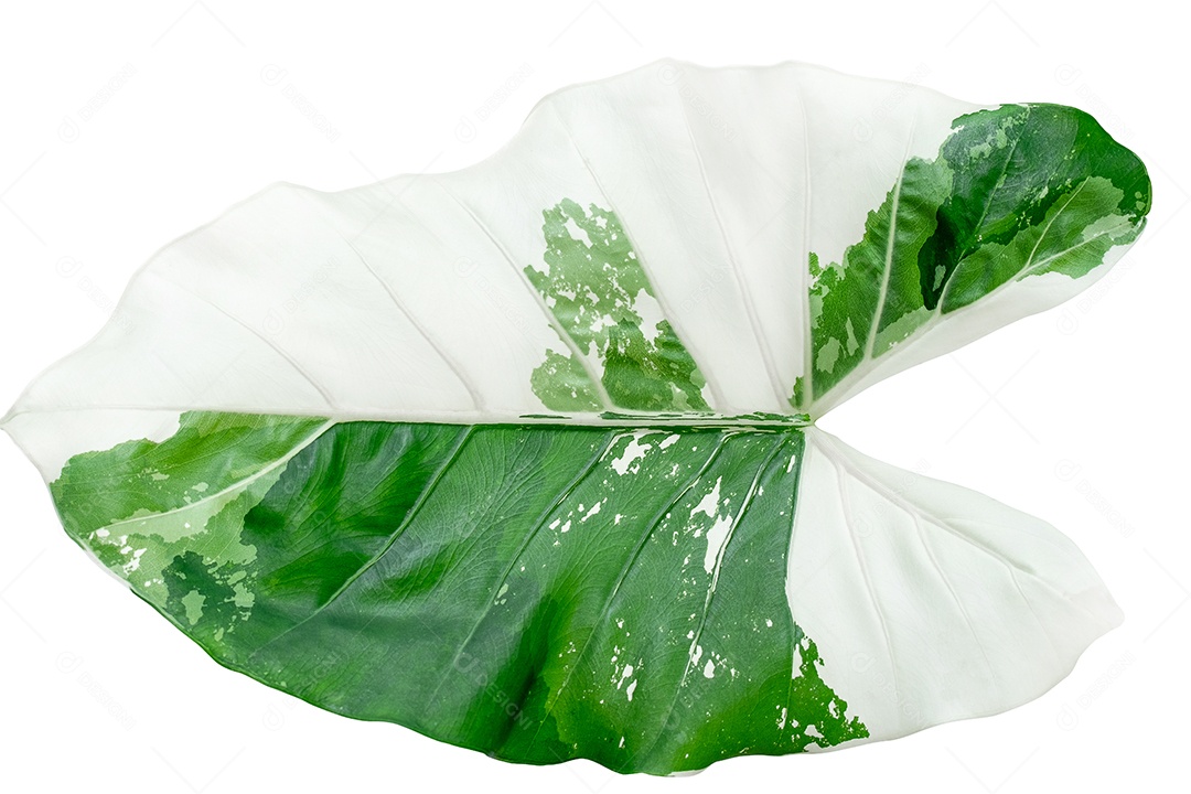 Folhas variegadas de Alocasia macrorrhizos isoladas em fundo branco com traçado de recorte