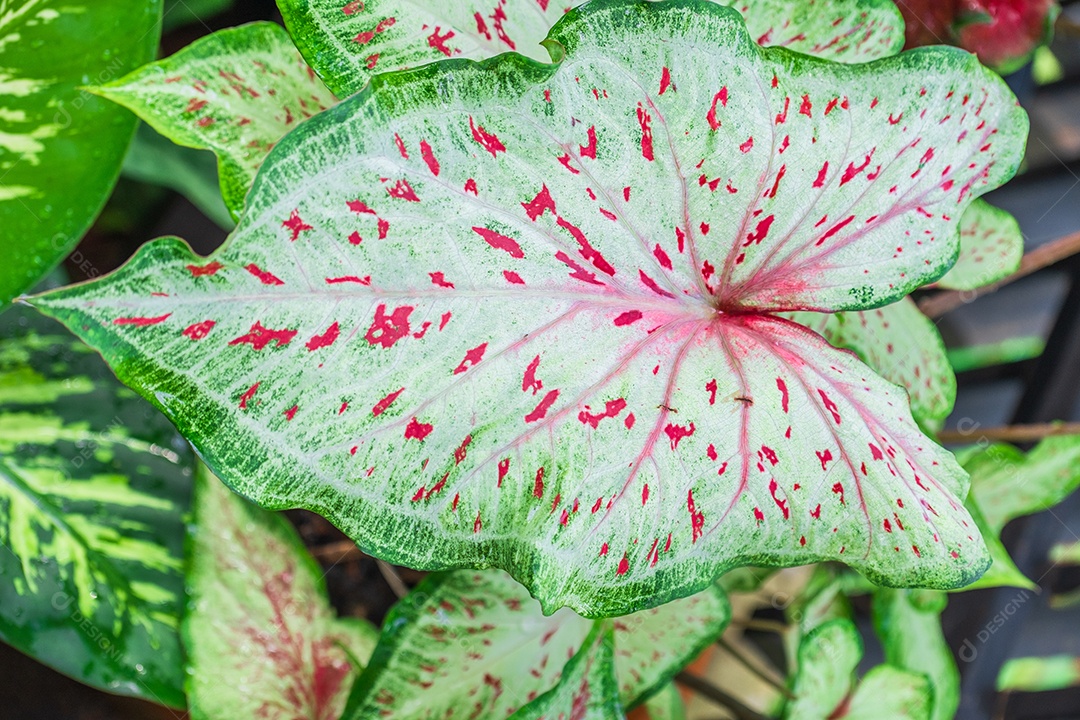 Folhas variegadas de Alocasia macrorrhizos traçado de recorte